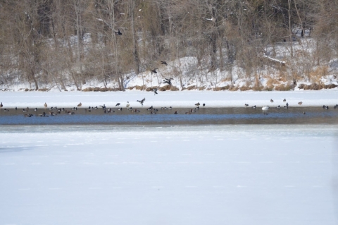 Waterfowl resting on a partially frozen lake.