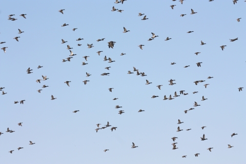 Large flock of waterfowl flying in a clear blue sky.