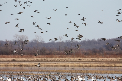 Waterfowl landing in a wetland.