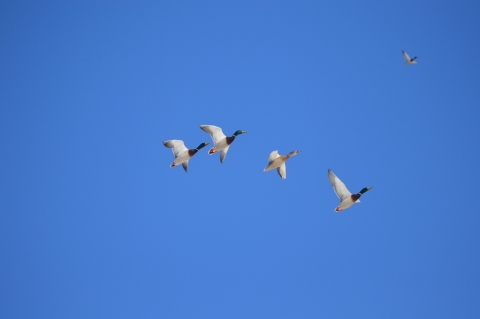 Mallard ducks flying in a clear blue sky.