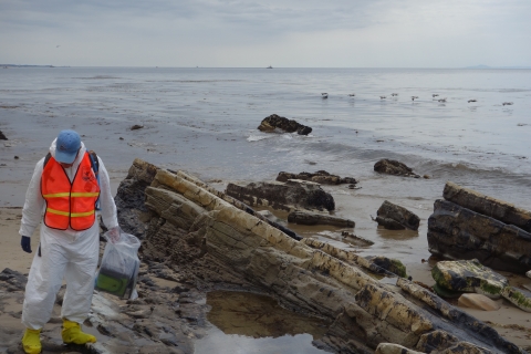 Biologist in full body protective clothing standing on rocky, oil stained beach as a flock of pelicans skim the water in the background.