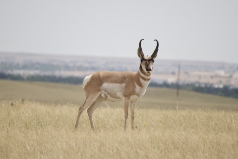 A male pronghorn standing on a grassy hillside