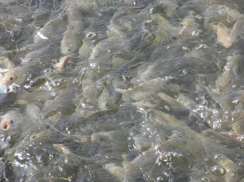 Tilapia at a commercial farm