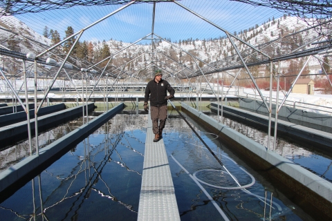 A Service employee in warm clothes pushes a long-handled vacuum cleaner through a fish raceway. An arch of netting covers the raceways, and snow is on the ground and hillside behind, with scattered pines indicating a dry region.