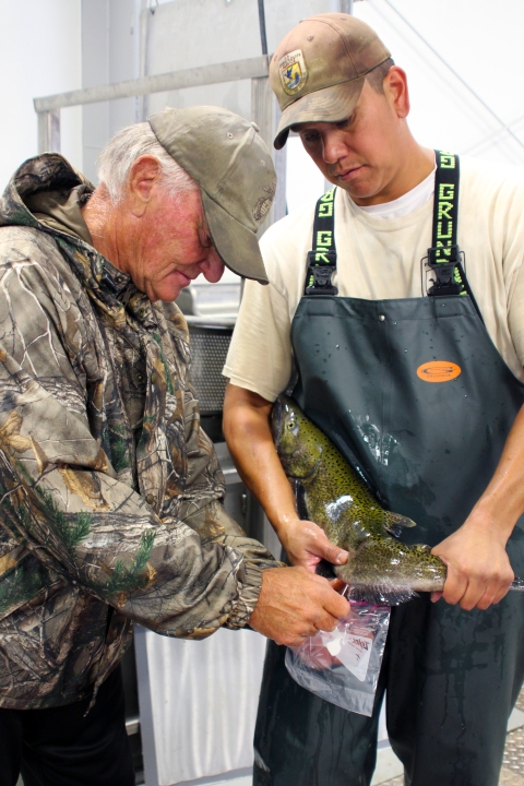 A white-haired man in a camouflage hunting jacket holds a plastic bag while a hatchery employee in wader and a ballcap with the Service patch presses milt from a male salmon into the bag.
