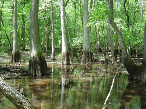 Trees stand in shallow water in a forested wetland, part of the Pocomoke River watershed in Maryland.