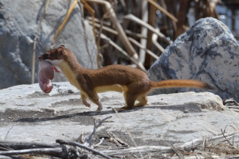 A small mammal called a weasel holds its kit in its mouth by the scruff of the neck at Bear River Migratory Bird Refuge. 
