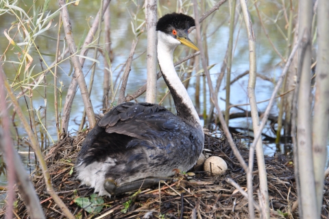 Black and white bird with a long neck, red eyes, and a sharp, pointed beak sits on a nest with at least two white eggs. Water visible behind.