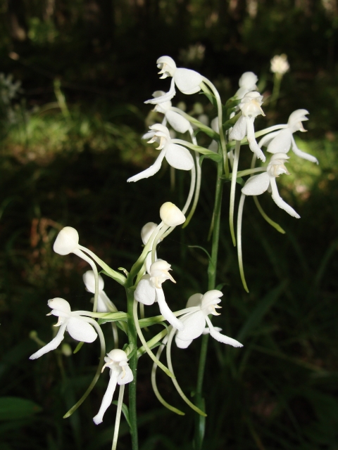 A white fringeles orchid in bloom. 