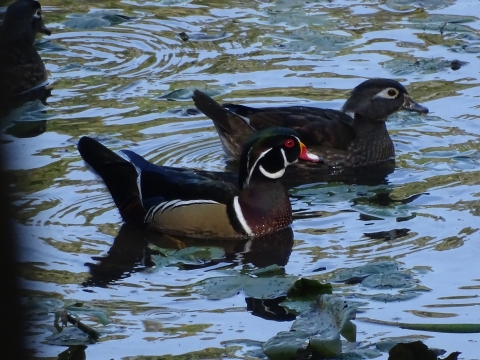 Wood Ducks in water