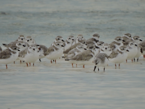 A group of birds standing in shallow water