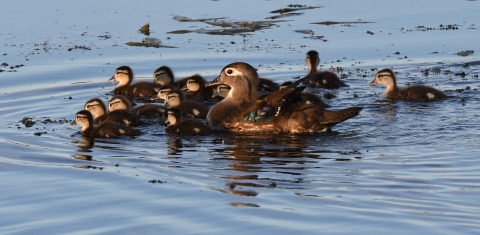 An adult wood duck swims with its brood of ducklings at Shiawassee National Wildlife Refuge.