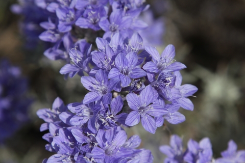 closeup photo of many purple flowers on a branch