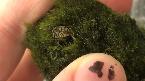 zebra mussel nestled in a marimo moss ball
