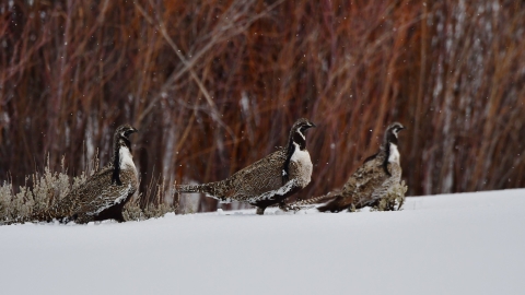 Three Gunnison sage-grouse in the snow.