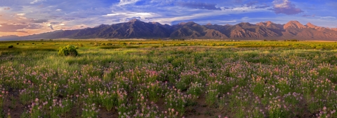 Bee Plant in Meadow with Sangre De Cristo Mountains in background on the Baca National Wildlife Refuge