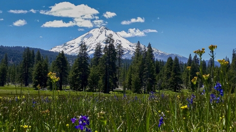 green grass with flowers and trees with Mt. Shasta in the background