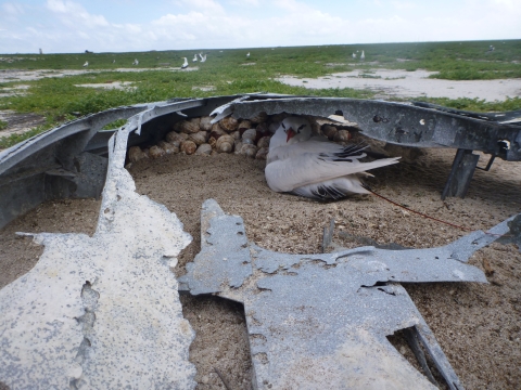 A red-tailed tropicbird nest under a rusted metal structure on Baker Island. 