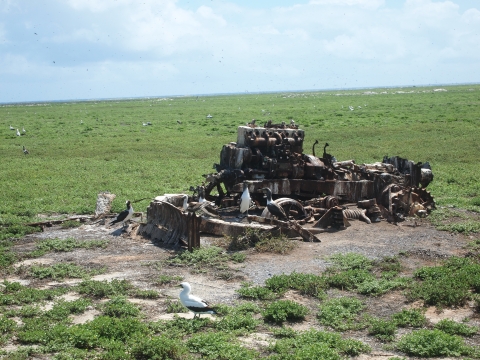 Several seabirds sit in front of an old, rusted machine. The green landscape has absorbed it into part of its features.