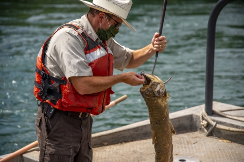 a man in a boat on a river holds a hook with a dead salmon on it.