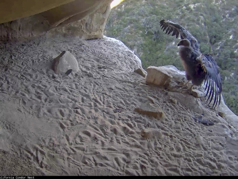 Condor chick spreads its wings within a cliffside nest