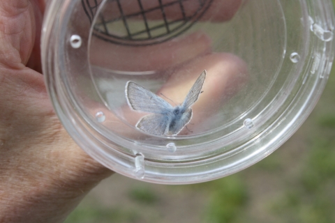 a blue butterfly in a viewing container