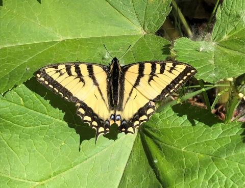 a black and yellow butterfly on a green leaf
