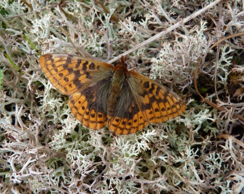 a brown and orange butterfly on lichens