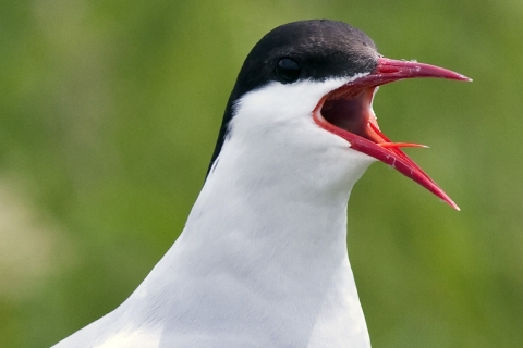 Arctic Tern 