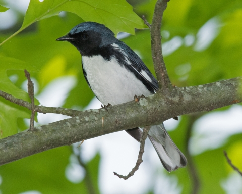 A black-throated blue warbler perched on a branch.