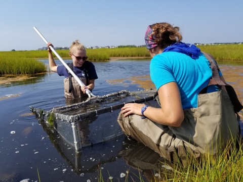 Biological interns sample nekton in a salt marsh pool