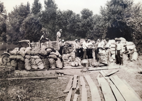 Potato Farm during the Great Depression on Wells Island