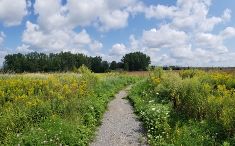Image of a gravel foot trail through a meadow on a partly sunny day