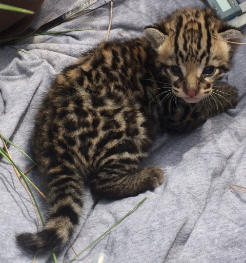 A wild kitten with brown, white, and black markings gazes upward