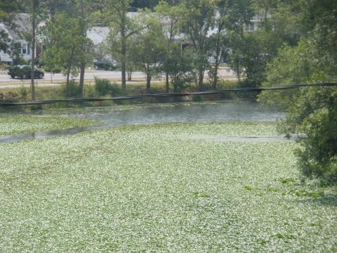 Invasive water chestnut blanketing the Tonawanda Creek section of the Erie Canal