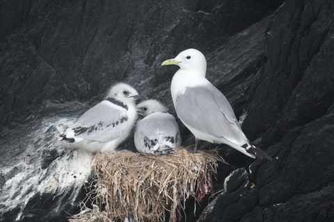 adult black-legged kittiwake in a nest with two fluffy chicks