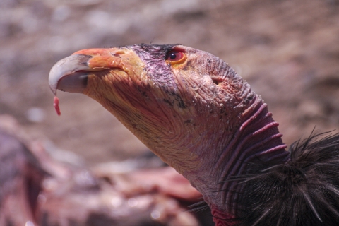 a condor's head with a piece of meat hanging from the beak