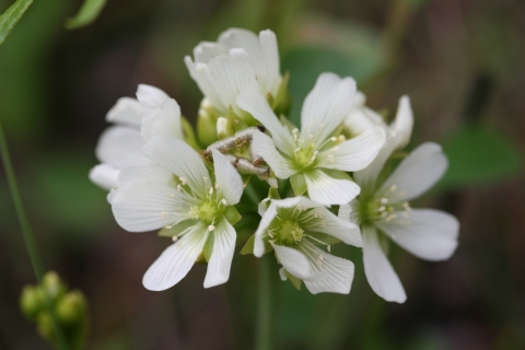 A cluster of about seven small white flowers grow out of a thin green stem.
