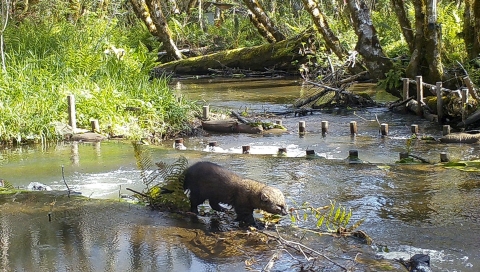 a fisher crossing a stream