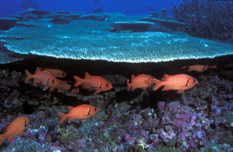 Several red soldierfish swim in front of coral. 