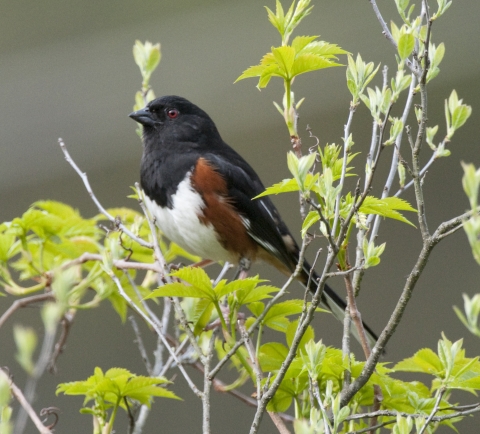 Eastern Towhee siting on tree branch