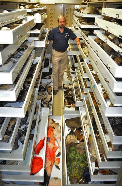 a man standing next to numerous drawers of bird specimens