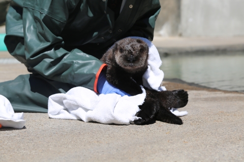 A sea otter pup being wrapped in a towel
