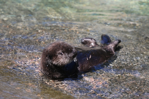 A sea otter pup floating in shallow water