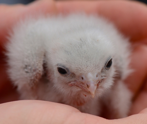 A baby bird with white, fluffy feathers