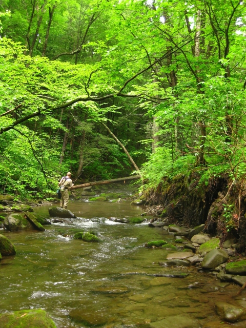 Angler fishing in stream.