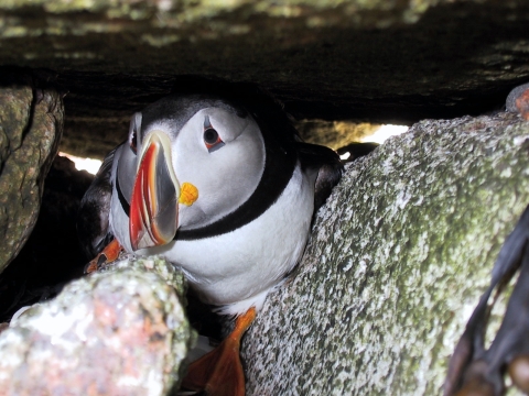 Atlantic Puffin in burrow 