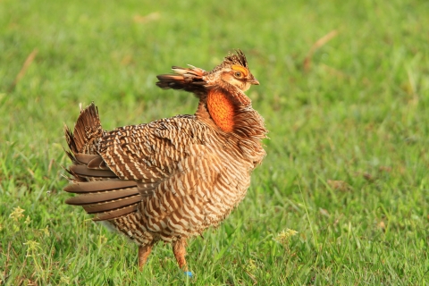 A male Attwater's Prairie Chicken walks across a grassy area