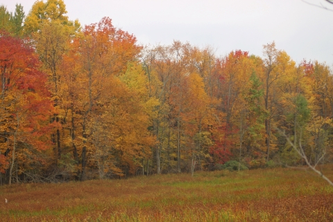 Colorful trees bordering an open field