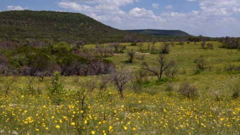 A field of yellow flowers with rolling hills and blue, cloudy skies
